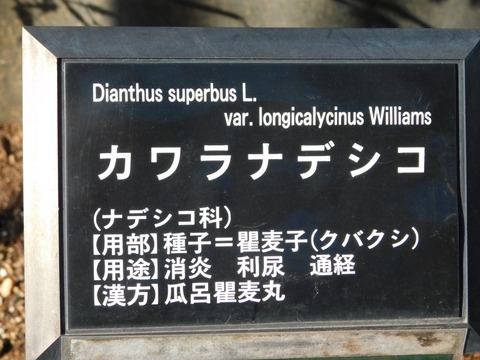 DSCN5992