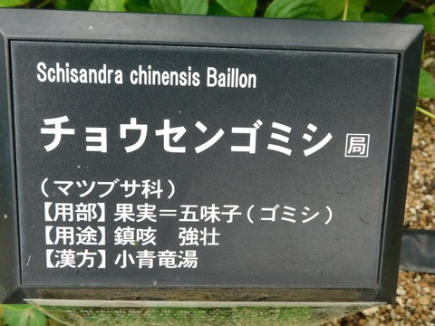 DSCN6737