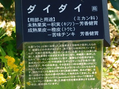 DSCN4786