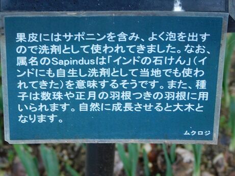 DSCN8667