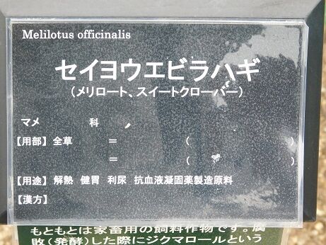 DSCN7910