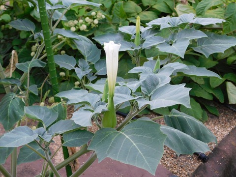 DSCN5068