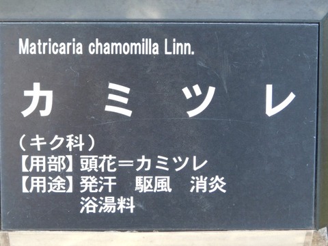 DSCN6647