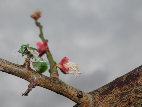 DSCN6207