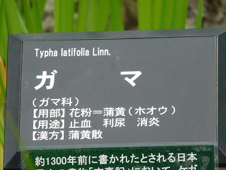 DSCN5376