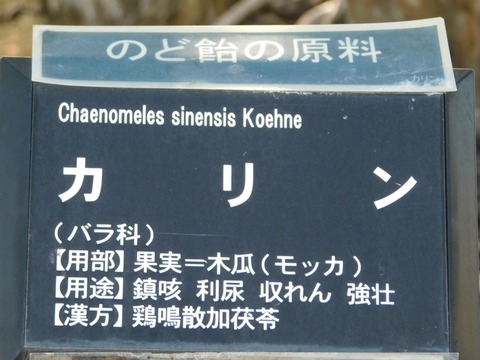 DSCN5444