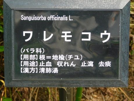 DSCN6048