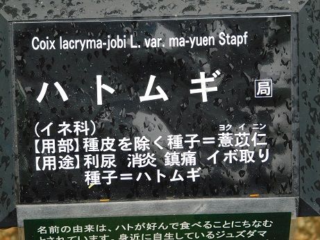 DSCN5686