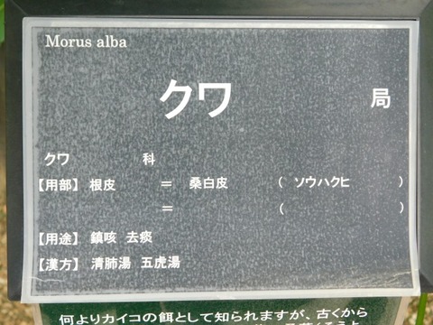 DSCN6741