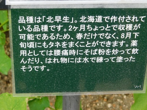 DSCN6870
