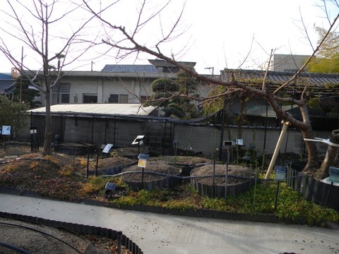 DSCN8503