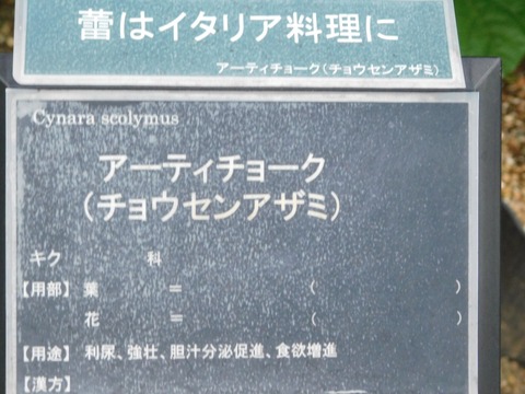 DSCN5066