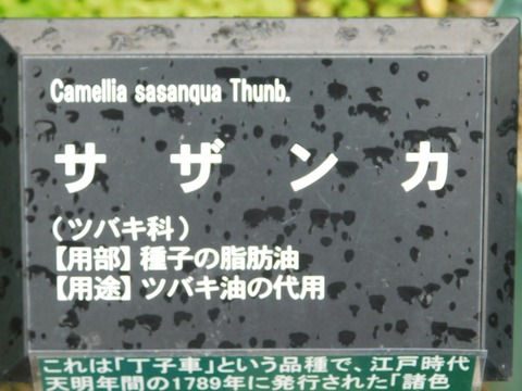 DSCN4342