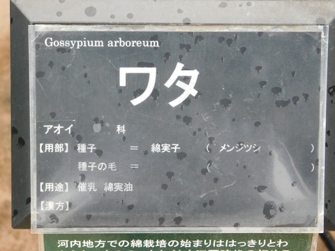DSCN4319