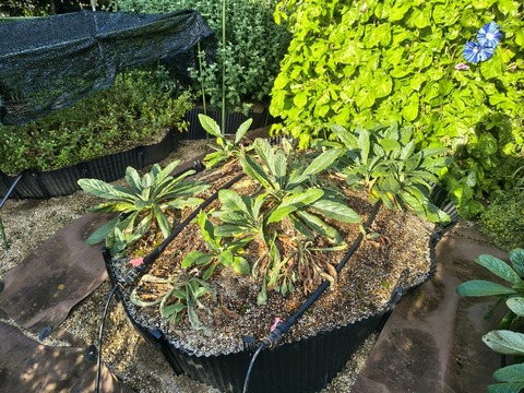 IMG_20260925_071058931_HDR