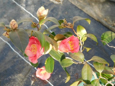 DSCN6172