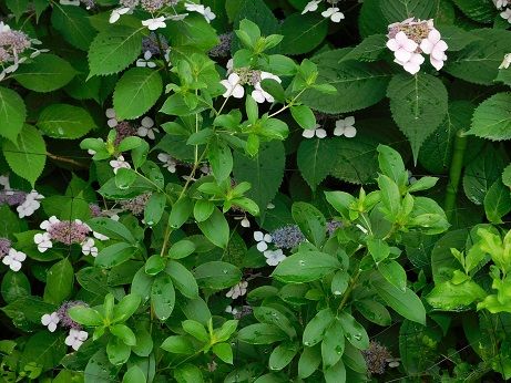 今年の生育は安定している 近畿大学 薬用植物園のブログ 今年の生育は安定している 近畿大学 薬用植物園のブログ