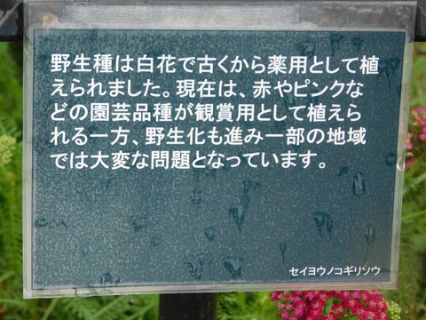 DSCN4400
