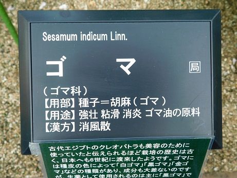 DSCN5853