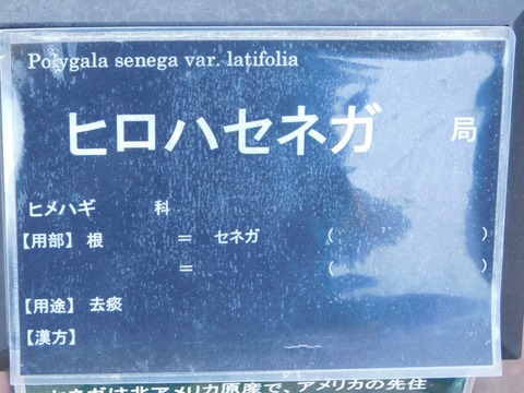 DSCN5372