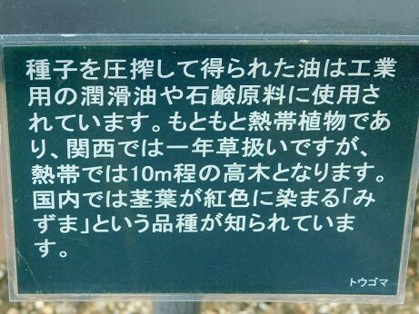 DSCN9942