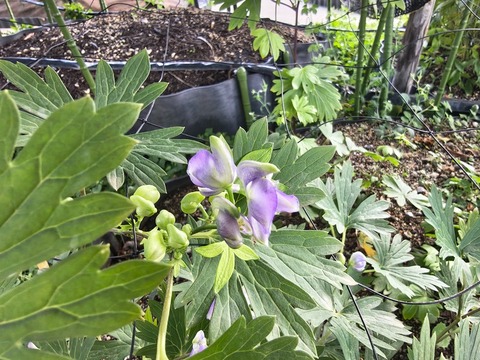 IMG_20260925_071148151_HDR