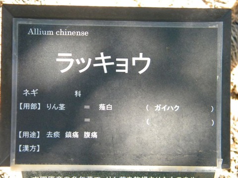 DSCN9867