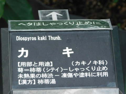 DSCN7491