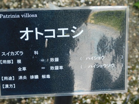 DSCN2388