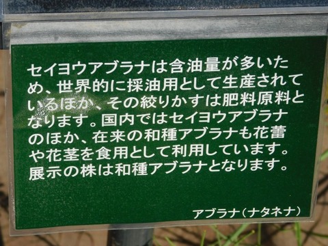 DSCN3842
