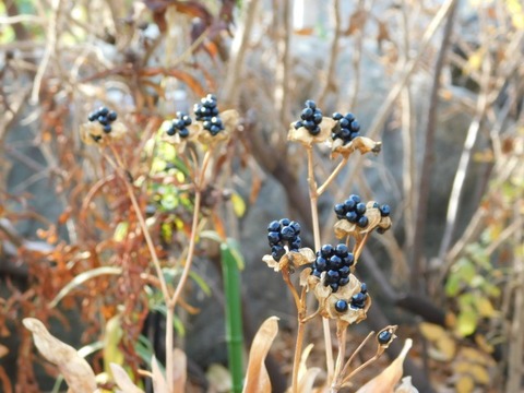 DSCN3312