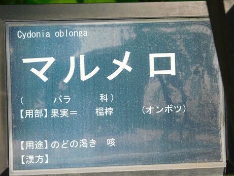 DSCN7600