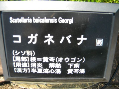 DSCN9464
