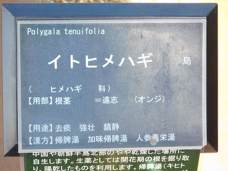 DSCN4961