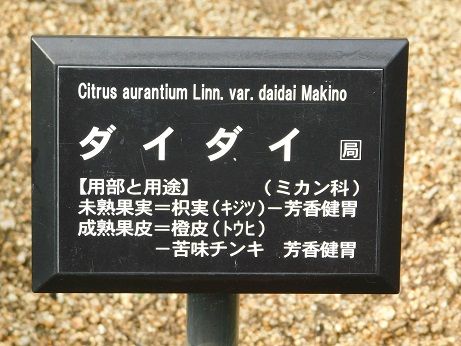 DSCN4003