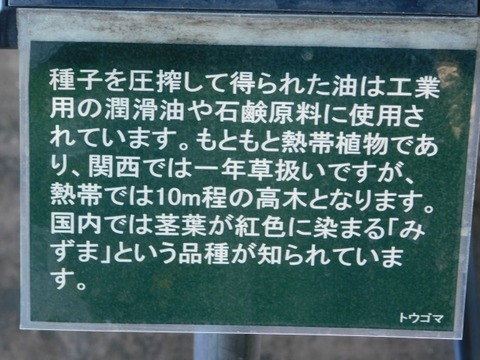 DSCN7414