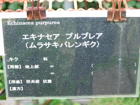 DSCN4279