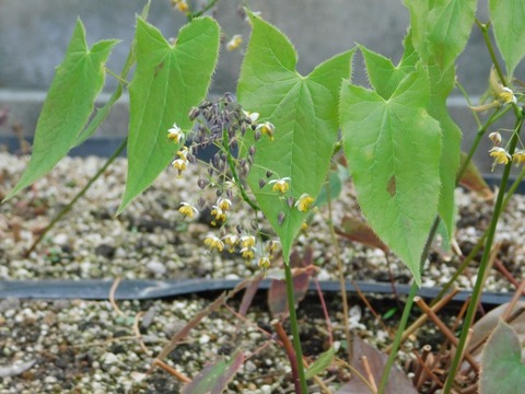 DSCN3669