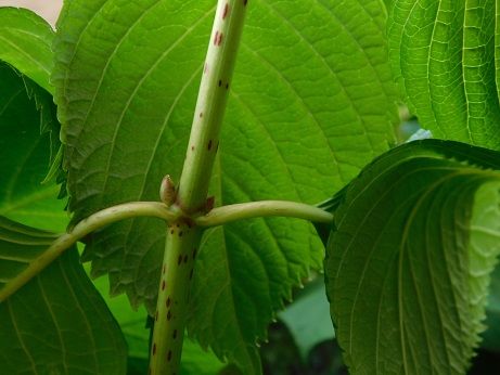 アジサイの剪定2 近畿大学 薬用植物園のブログ