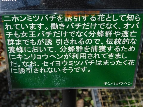 DSCN6547