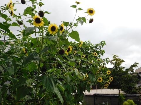 DSCN2609