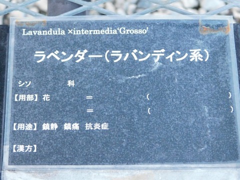 DSCN6966