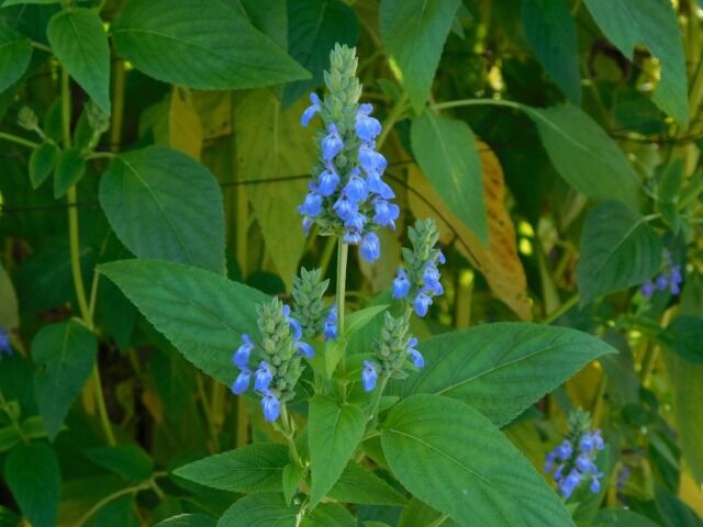 現在の状況 近畿大学 薬用植物園のブログ