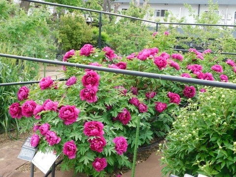 DSCN6510