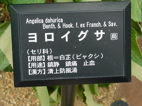 DSCN5454