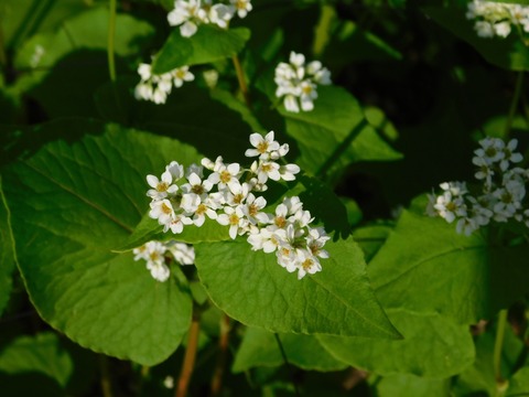 DSCN3964