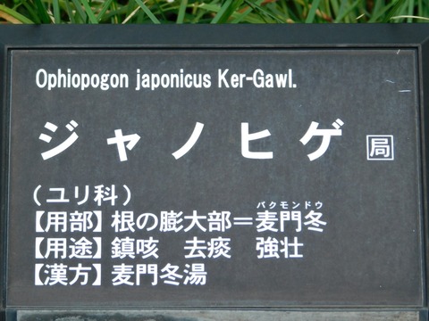 DSCN5041