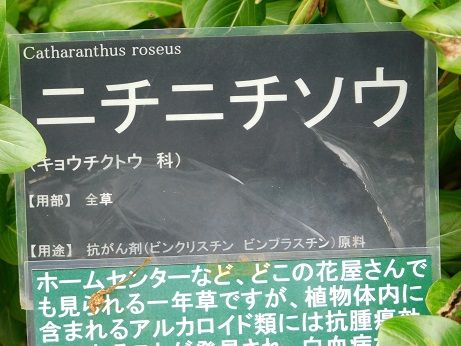 DSCN6056