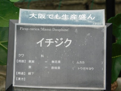 DSCN6977