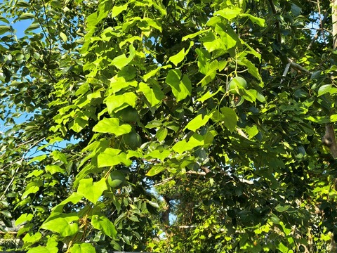 IMG_20260925_071531352_HDR